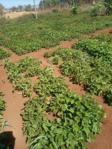 mutuas farm ,credit africa instore solutions
